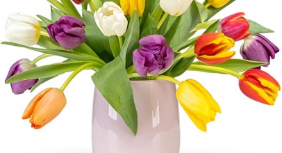 VALENTINS: 20 bunte Tulpen für 18,99€!