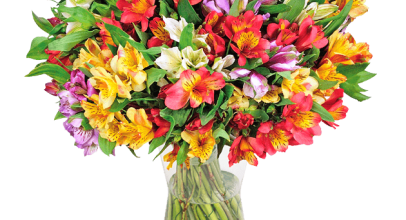 Blume Ideal: 40 Inkalilien (bis zu 400 Blüten) für 24,98€ inkl. Versand