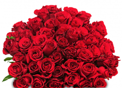 40 rote Rosen für 22,98€ inkl. Versand