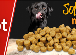 SCHECKER – Angebot der Woche mit 25% Rabatt!