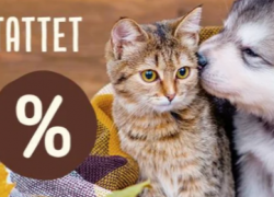 ZooPlus – Herbstliche Angebote auf Hunde- und Katzenzubehör!