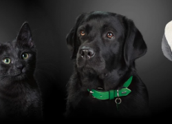 Fressnapf – Black Days Angebote auf Zubehör – bis zu 30% Rabatt auf Zubehör für euren Liebling!