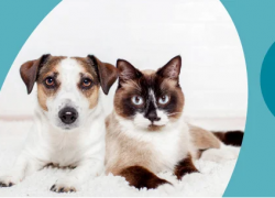 ZooRoyal – STYLISCHE TIERMÖBEL mit bis zu 50% Rabatt!