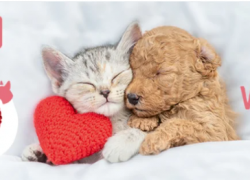 Alles Liebe zum Valentinstag bei zooplus.de – Gratis Spielzeug sichern!