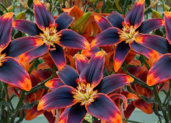 BALDUR-Garten – Aktionen – bis zu 50% Rabatt!