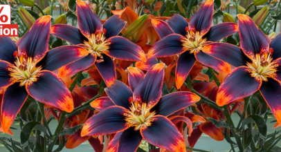 BALDUR-Garten – Aktionen – bis zu 50% Rabatt!