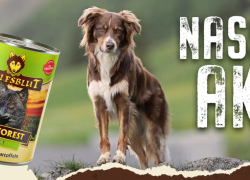 WOLFSBLUT – Nassfutter für Hunde – mit 12% Rabatt!