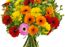 Blume Ideal: 15 bunte „Gerberas & 15 Inkalilien“ für 24,98€ inkl. Versand