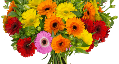Blume Ideal: 15 bunte „Gerberas & 15 Inkalilien“ für 24,98€ inkl. Versand