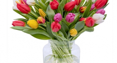 BlumeIdeal: 35 bunte Tulpen für 22,98€