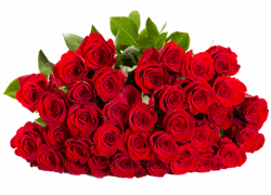 Blume Ideal – 41 Rosen „ClassicRed“ für 24,98€