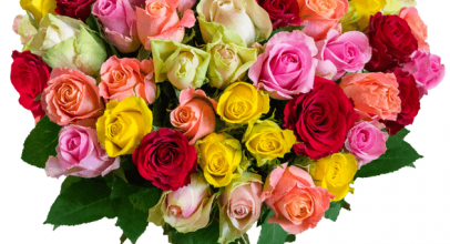 37 bunte FAIRTRADE Rosen für 21,98€